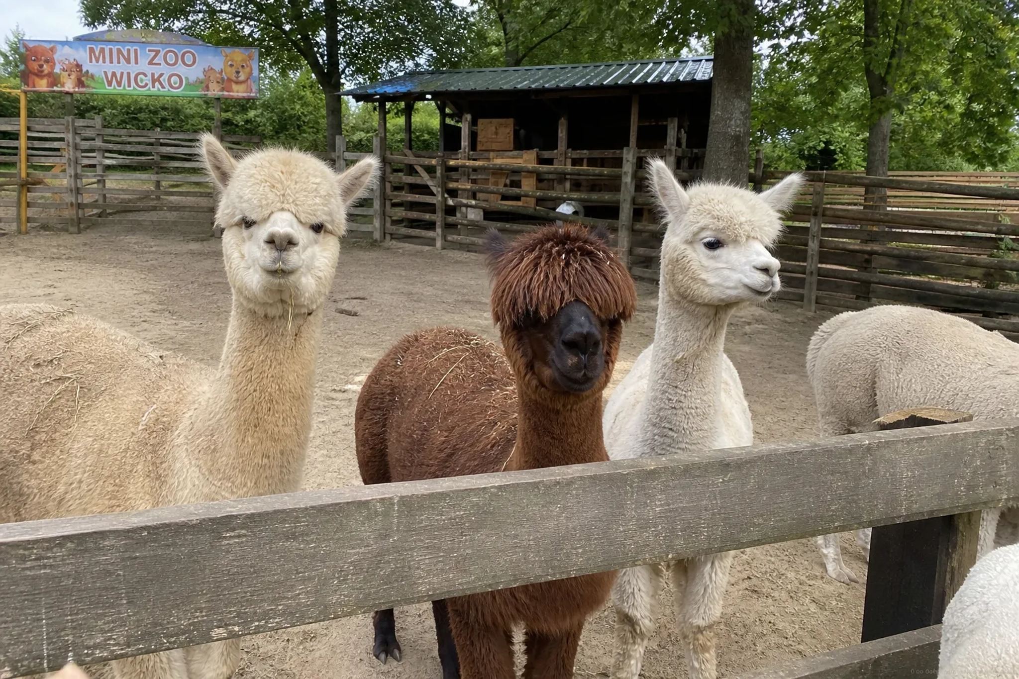 Mini ZOO Wicie